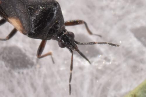 Anthocoris nemoralis